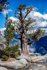 Yosemite Falls Trail, Sequoia-Kiefer