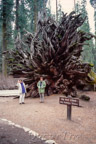 Mariposa Grove of Giant Sequoias, Fallen Monarch