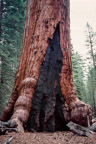 Mariposa Grove of Giant Sequoias, Grizzly Giant