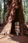 Mariposa Grove of Giant Sequoias, California Tunnel Tree