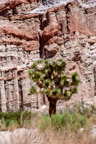 Red Rock Canyon State Park, California, Joshua Tree (Yucca brevifolia)