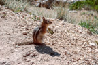 Erdhörnchen (Utah-Präriehund)