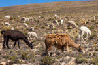Pampa Cañahuas, Lamas und Alpakas