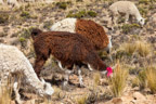 Pampa Cañahuas, Lamas und Alpakas
